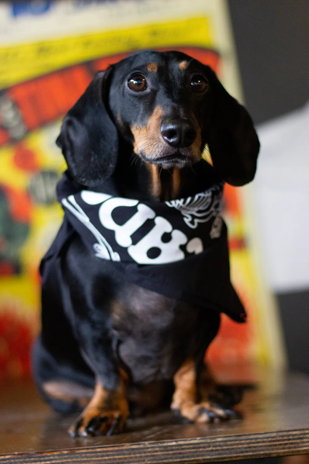 Orange Bandana svart bomull onesize